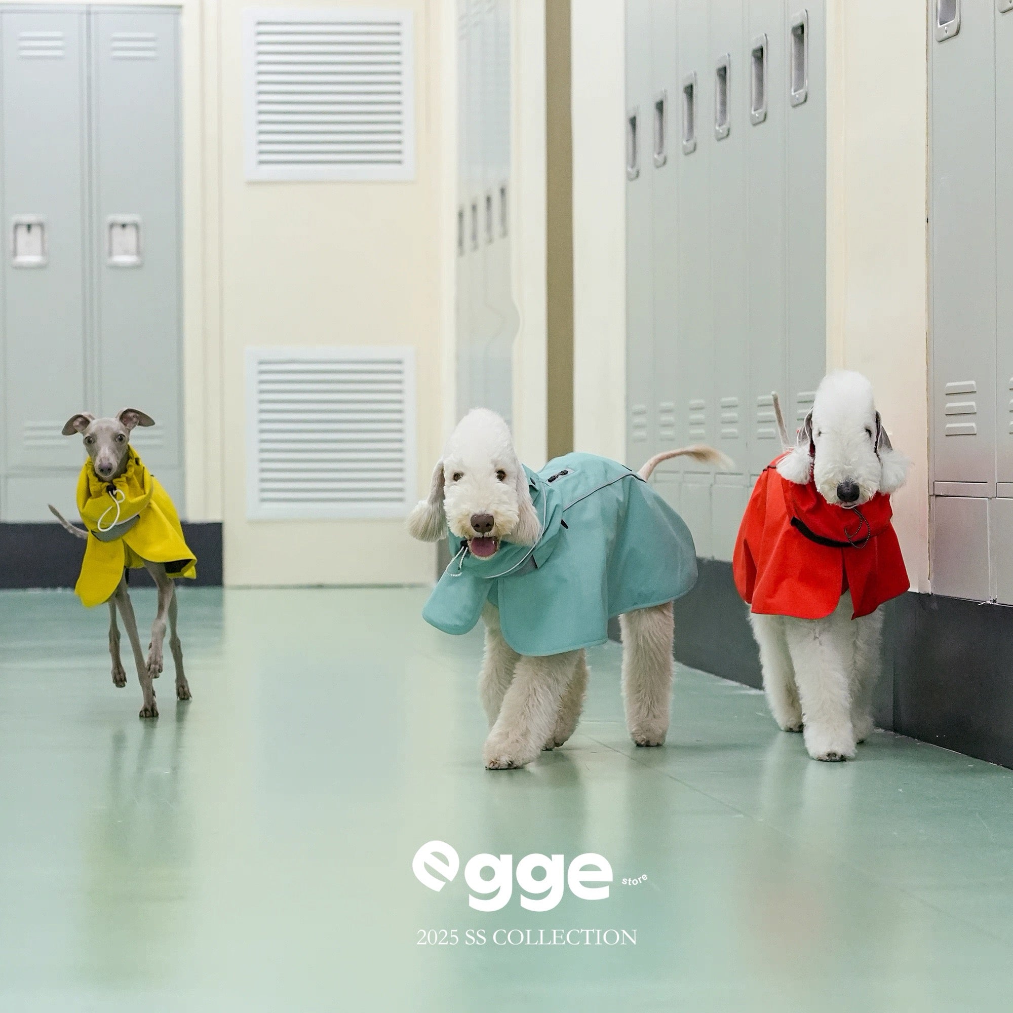 Colorful Raincoat Cape for Bedlington Italian Greyhound & Whippet