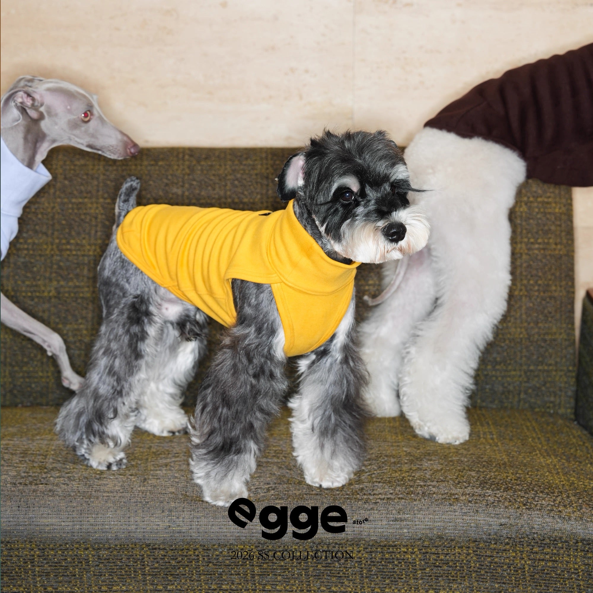 Colorful Daily Vests-Three Colors Available for Italian Greyhounds Whippets and Bedlingtons