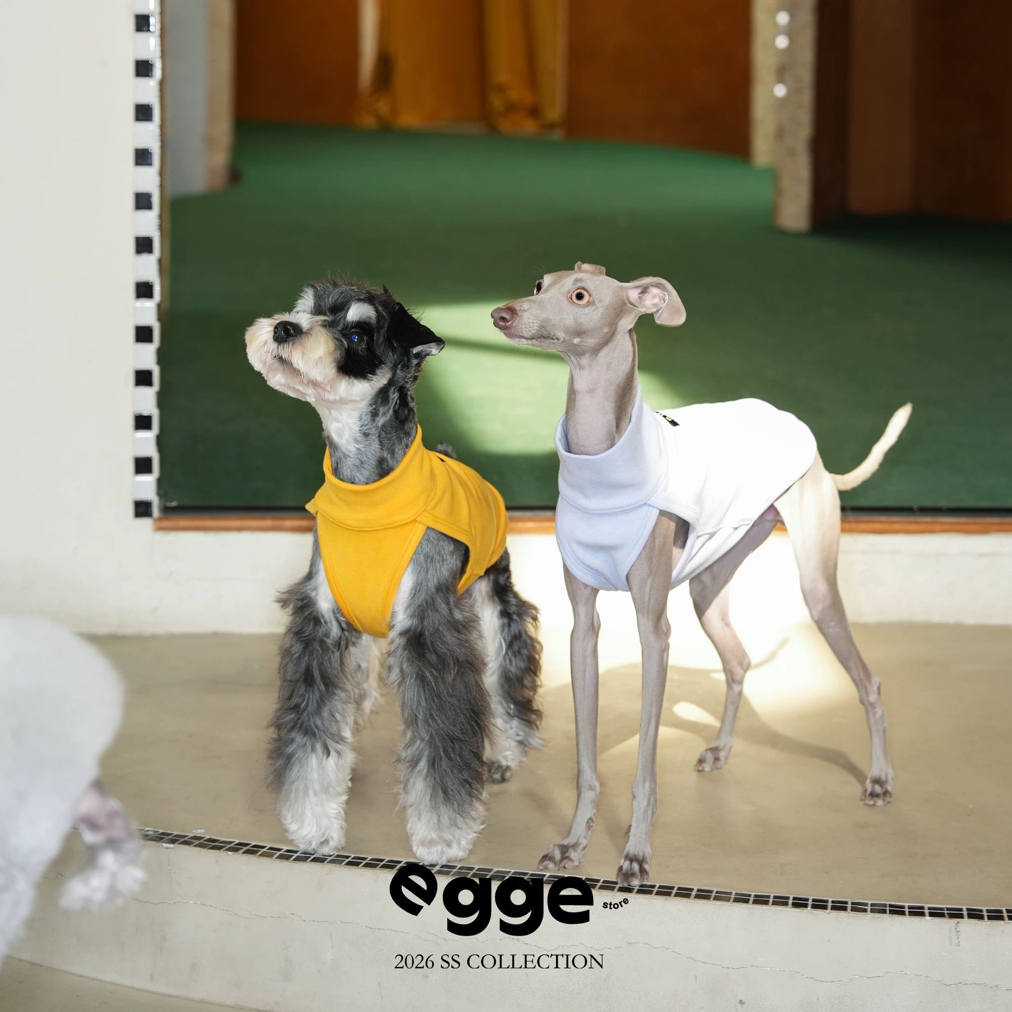 Colorful Daily Vests-Three Colors Available for Italian Greyhounds Whippets and Bedlingtons