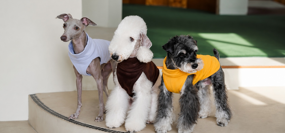 Three dogs wearing colorful dog vests indoors.