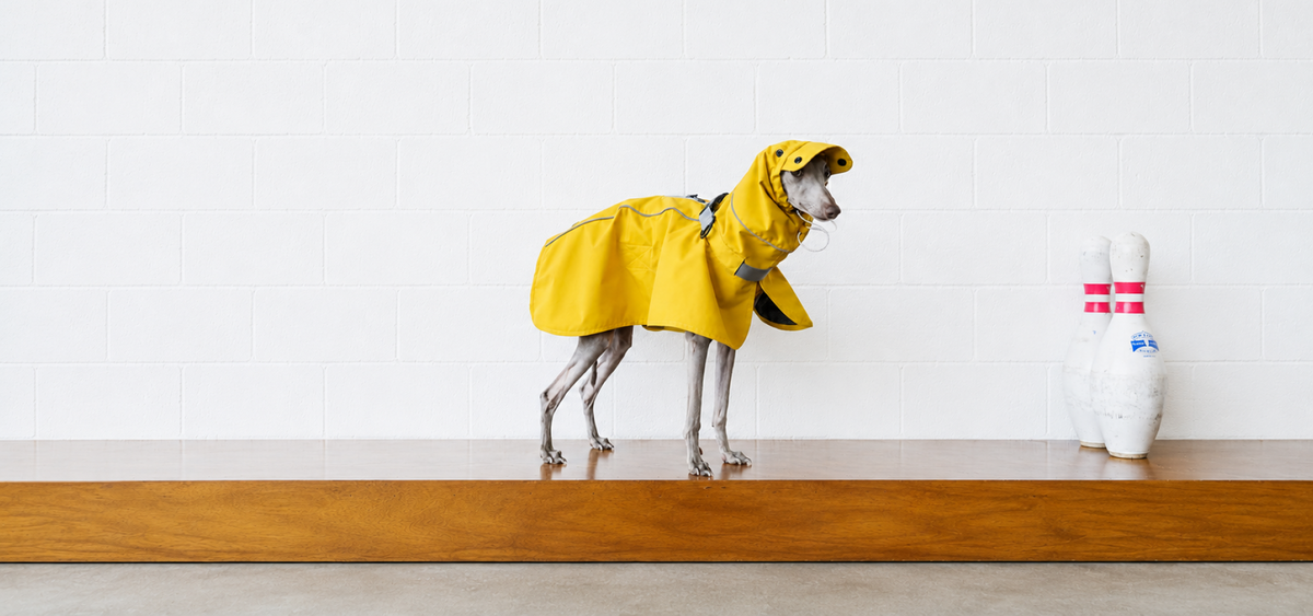 Greyhound wearing a bright yellow waterproof dog raincoat, showcasing the fit and design of the coat.